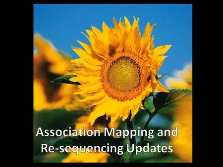 Genetic Basis of Agronomic Traits Connecting Phenotype to Genotype Yu and Buckler (2006); Zhu et al. (2008) Traditional F2 QTL MappingAssociation Mapping.