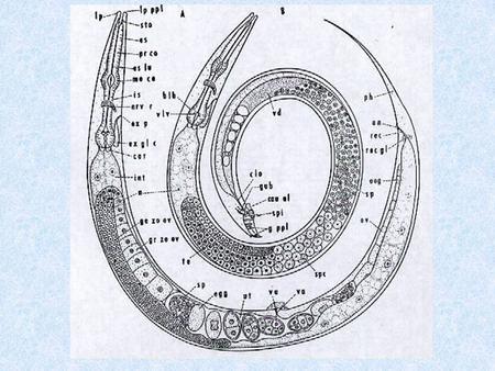 Body system 1. Body wall 2. Digestive system 3. Reproductive system