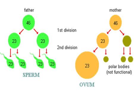 Name the parts of the male reproductive system.