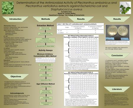 Determination of the Antimicrobial Activity of Plectranthus amboinicus and Plectranthus verticillatus extracts against Escherichia coli and Staphylococcus.