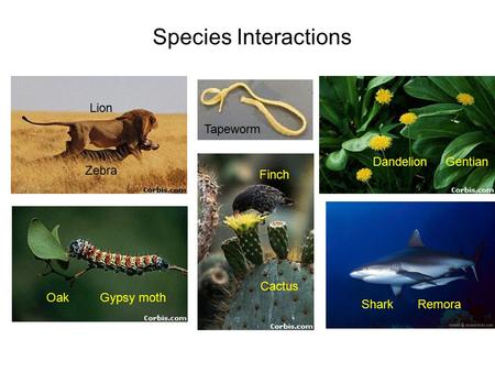 Species Interactions Dandelion Gentian Finch Cactus Shark Remora Oak Gypsy moth Lion Zebra Tapeworm.