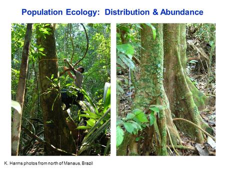 Population Ecology: Distribution & Abundance K. Harms photos from north of Manaus, Brazil.