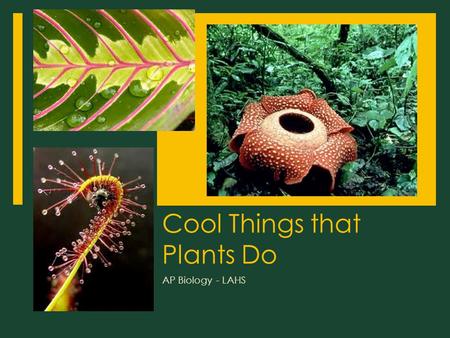 Cool Things that Plants Do AP Biology - LAHS. Cool Things that Plants Do  1. Organ Modification  2. Movement  3. Clonal Colony  4. Grafting  5. Really.