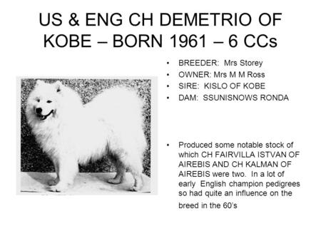 US & ENG CH DEMETRIO OF KOBE – BORN 1961 – 6 CCs BREEDER: Mrs Storey OWNER: Mrs M M Ross SIRE: KISLO OF KOBE DAM: SSUNISNOWS RONDA Produced some notable.