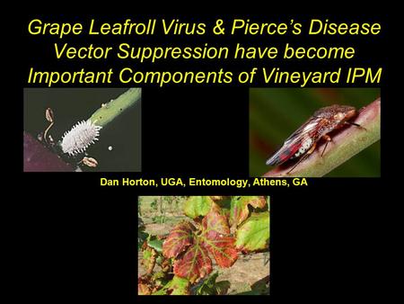 Grape Leafroll Virus & Pierce’s Disease Vector Suppression have become Important Components of Vineyard IPM Dan Horton, UGA, Entomology, Athens, GA.