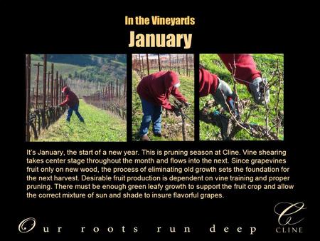 In the Vineyards It’s January, the start of a new year. This is pruning season at Cline. Vine shearing takes center stage throughout the month and flows.