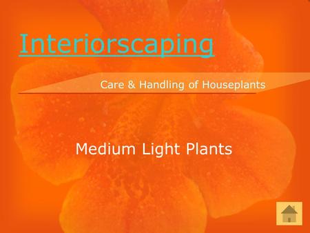 Medium Light Plants Care & Handling of Houseplants Interiorscaping.