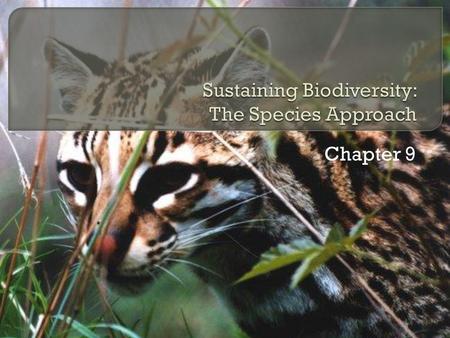 Sustaining Biodiversity: The Species Approach