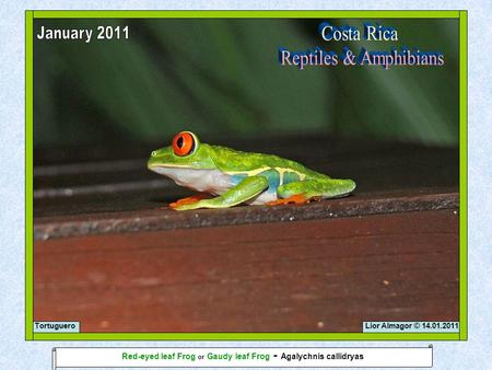 Lior Almagor © 14.01.2011Tortuguero Red-eyed leaf Frog or Gaudy leaf Frog - Agalychnis callidryas.