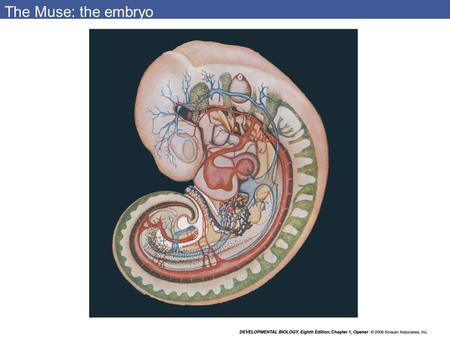 The Muse: the embryo devbio8e-chptopener-01.jpg.