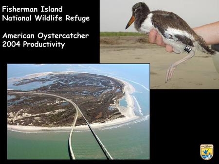 Fisherman Island National Wildlife Refuge American Oystercatcher 2004 Productivity.