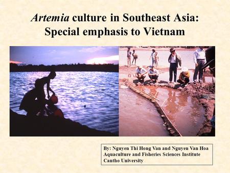 Artemia culture in Southeast Asia: Special emphasis to Vietnam By: Nguyen Thi Hong Van and Nguyen Van Hoa Aquaculture and Fisheries Sciences Institute.