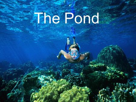 The Pond 11 2 3 4 5 6 7 8 9 10 11 12 13 14 15 16 17 18 19 20234567891011121314151617181920.