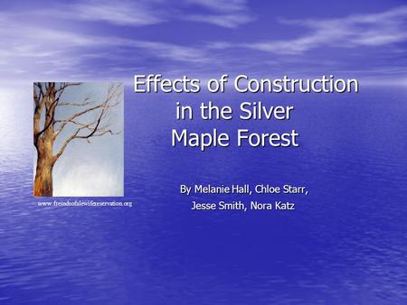 Effects of Construction in the Silver Maple Forest Effects of Construction in the Silver Maple Forest By Melanie Hall, Chloe Starr, Jesse Smith, Nora Katz.