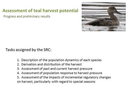 Assessment of teal harvest potential Progress and preliminary results 1. Description of the population dynamics of each species 2. Derivation and distribution.