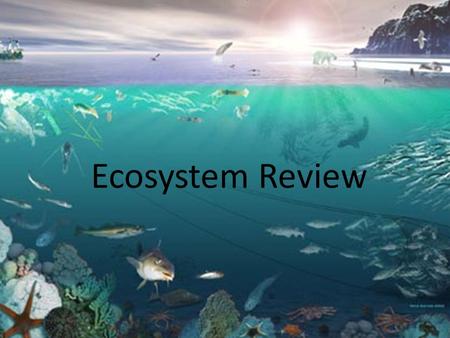 Ecosystem Review. 1. What are the non-living parts of a woodland ecosystem? 1.Snakes, lizards, toad 2.Air, water, light 3.Crickets, isopods, earthworms.