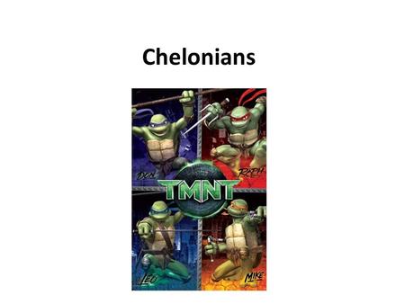 Chelonians. Chelonian Taxonomy Order: Chelonia/Testudines 2 Suborders: 1.Pleurodira ( 2 families, approx. 75 spp.) Side-neck turtles: unable to retract.