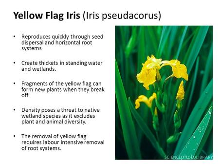 Reproduces quickly through seed dispersal and horizontal root systems Create thickets in standing water and wetlands. Fragments of the yellow flag can.