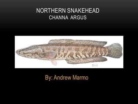 By: Andrew Marmo NORTHERN SNAKEHEAD CHANNA ARGUS.