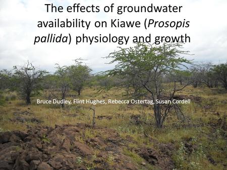 The effects of groundwater availability on Kiawe (Prosopis pallida) physiology and growth Bruce Dudley, Flint Hughes, Rebecca Ostertag, Susan Cordell.