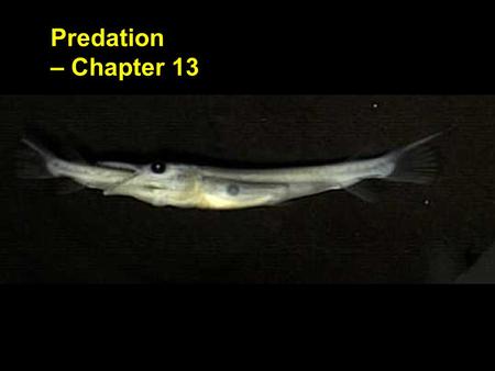 Predation – Chapter 13. Types of Predators Herbivores – animals that prey on green plants or their seed and fruits. –Plants are usually damaged but not.