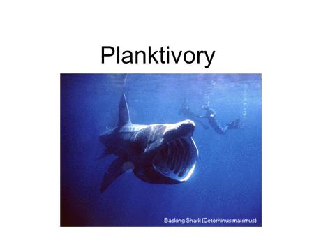 Planktivory. Suspension feeders: Animals that process large quantities of water through a feeding apparatus (gill rakers, baleen). Gill rakers trap particles.