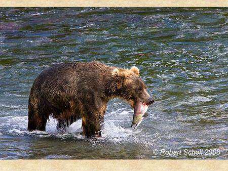 Feeding Behavior Forage – to look for food – Herbivore – Carnivore – Omnivore.