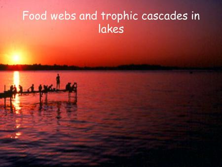 Food webs and trophic cascades in lakes. How to represent trophic relationships? (Paine 1980) 1.Connectedness Based on observations 2.Energy flow web.