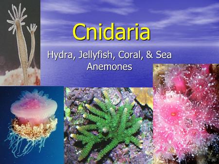 Hydra, Jellyfish, Coral, & Sea Anemones