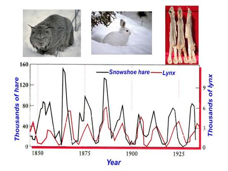 Lynx-Hare Cycle Assumptions N 1 and N 2 dependent only on each other predator can find and consume prey at any prey density no Allee effect for predator.