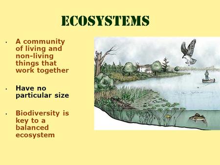 Ecosystems A community of living and non-living things that work together Have no particular size Biodiversity is key to a balanced ecosystem.