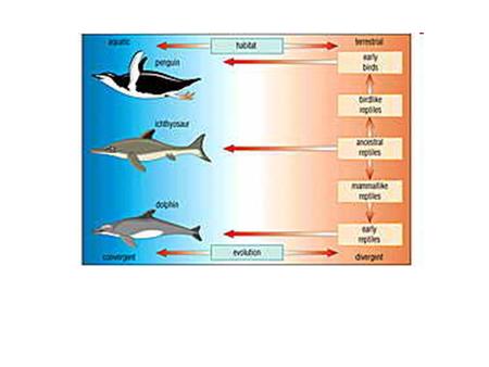 Which letter is associated with each pattern in evolution and why? Coevolutuion Convergent Divergent.