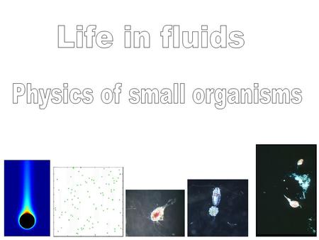 Sensing ability Find food Find mates Avoid predators Encounter rate is everything to plankton How to Relative motion Turbulence.