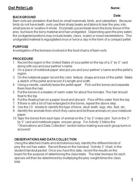 Owl Pellet Lab Name: Date: BACKGROUND Barn owls are predators that feed on small mammals, birds, and caterpillars. Because birds do not have teeth, owls.