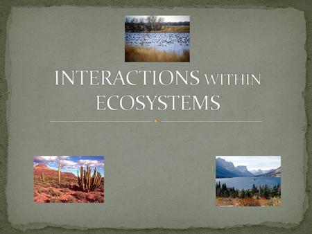 FOOD CHAINS FOLLOW A SINGLE PATH AS ANIMALS EAT EACH OTHER. It is a flow of energy from one organism to the next. FOOD WEBS SHOW HOW MANY ANIMALS ARE.