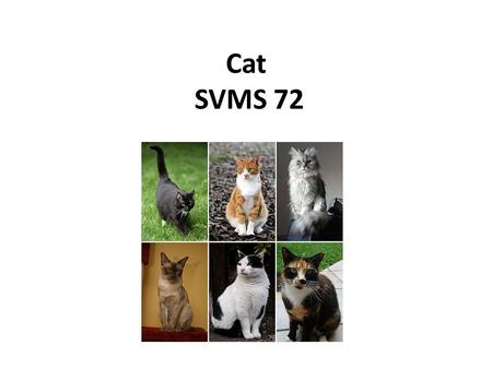 Cat SVMS 72.