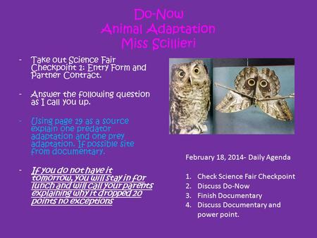 Do-Now Animal Adaptation Miss Scillieri