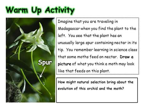 Imagine that you are traveling in Madagascar when you find the plant to the left. You see that the plant has an unusually large spur containing nectar.