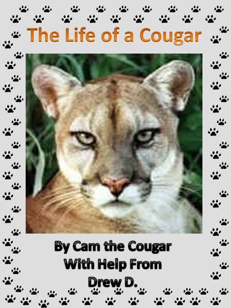 The Life of a Cougar By Cam the Cougar With Help From Drew D.