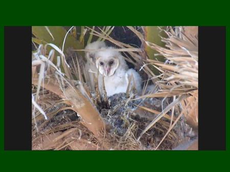 Owls eat their prey whole, and regurgitate what they can’t digest (pellet)