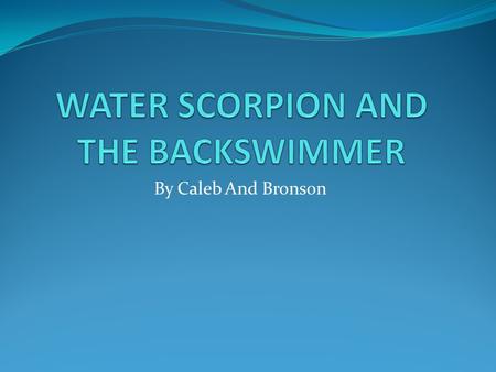 WATER SCORPION AND THE BACKSWIMMER