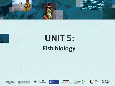 UNIT 5: Fish biology.