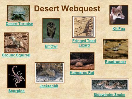 Desert Webquest Desert Tortoise Elf Owl Fringed Toed Lizard Ground Squirrel Jackrabbit Kangaroo Rat Kit Fox Roadrunner Scorpion Sidewinder Snake.