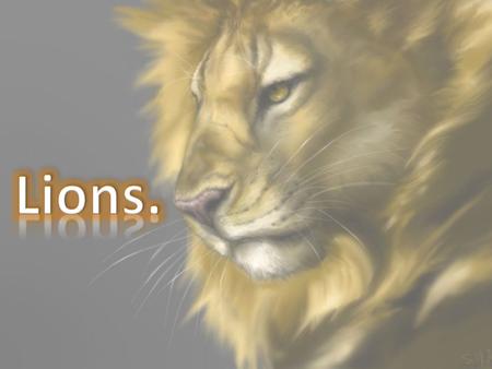 Lions are big cats and they are predators. Lions are awesome animals and no wonder they are called kings of beasts.