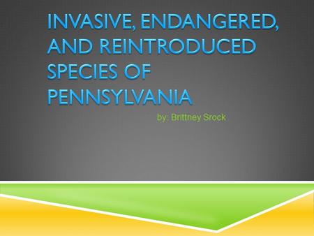 By: Brittney Srock. Endangered species- Endangered species- A species whose numbers are so small that the species is close to becoming extinct. Most.