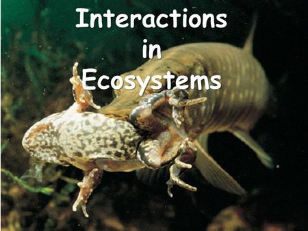 Interactions in Ecosystems. Habitat All of the biotic and abiotic factors in the area where an organism lives All of the biotic and abiotic factors in.