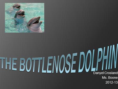 The Bottlenose Dolphin