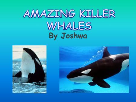 AMAZING KILLER WHALES By Joshwa.