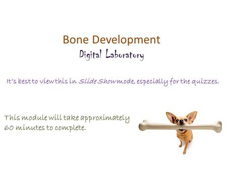 Bone Development Digital Laboratory It’s best to view this in Slide Show mode, especially for the quizzes. This module will take approximately 60 minutes.