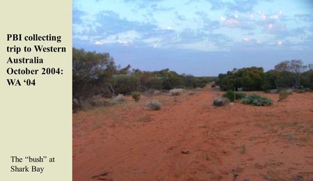 PBI collecting trip to Western Australia October 2004: WA ‘04 The “bush” at Shark Bay.